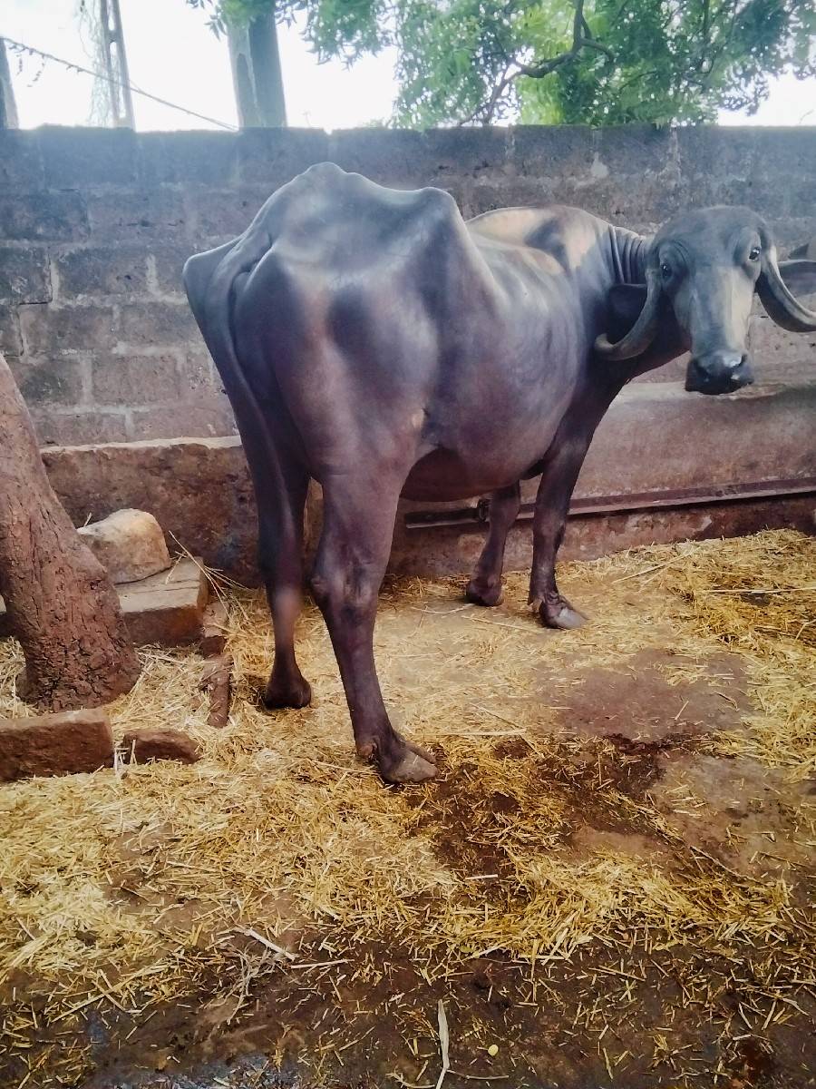 ખળેલી વેચવાની છે
