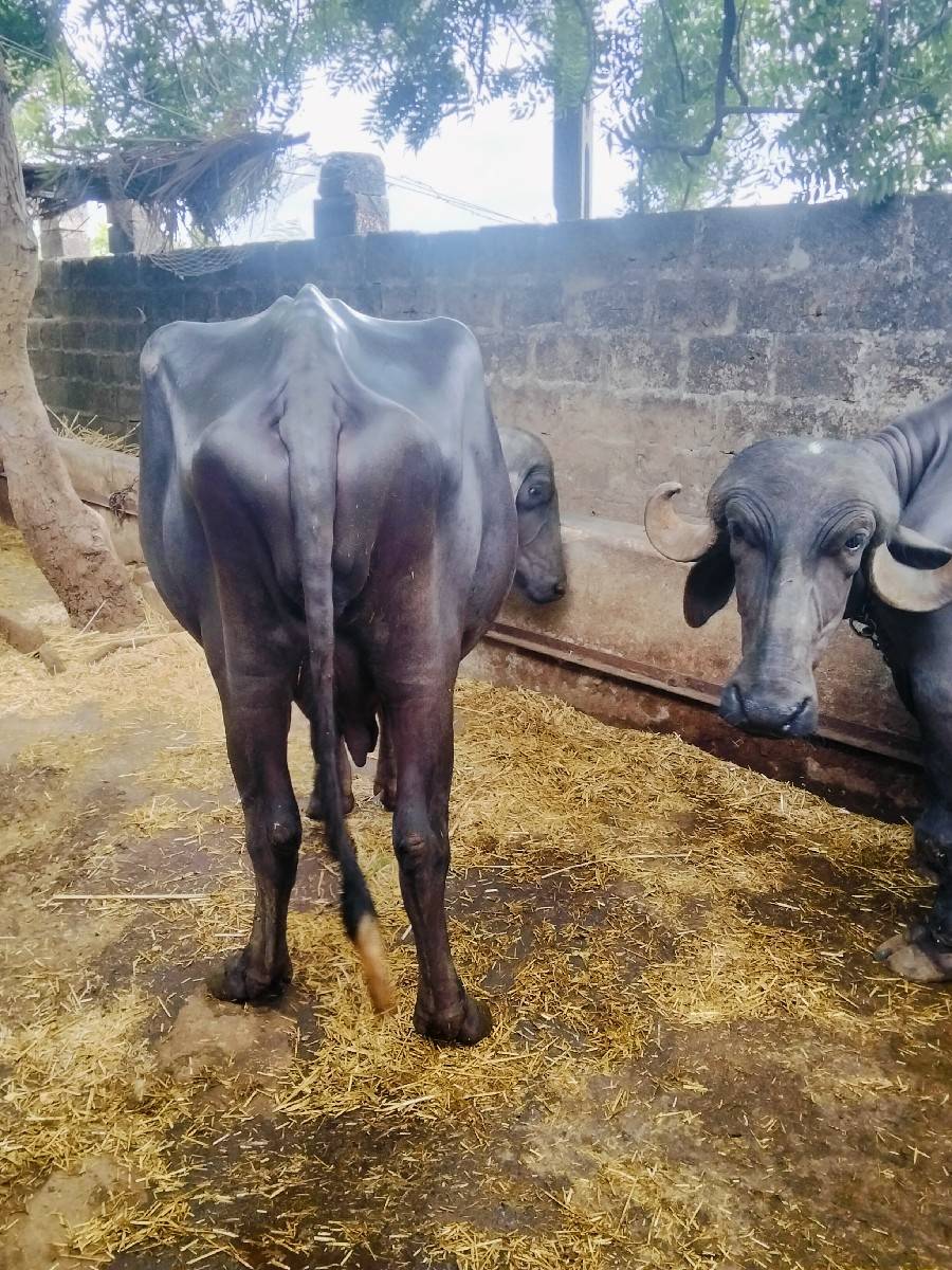 ખળેલી વેચવાની છે