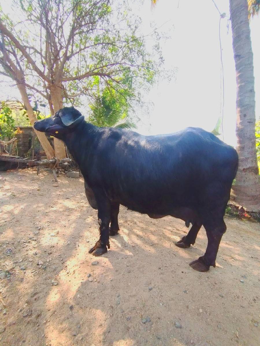 જાફરાબાદિ ભેંશ