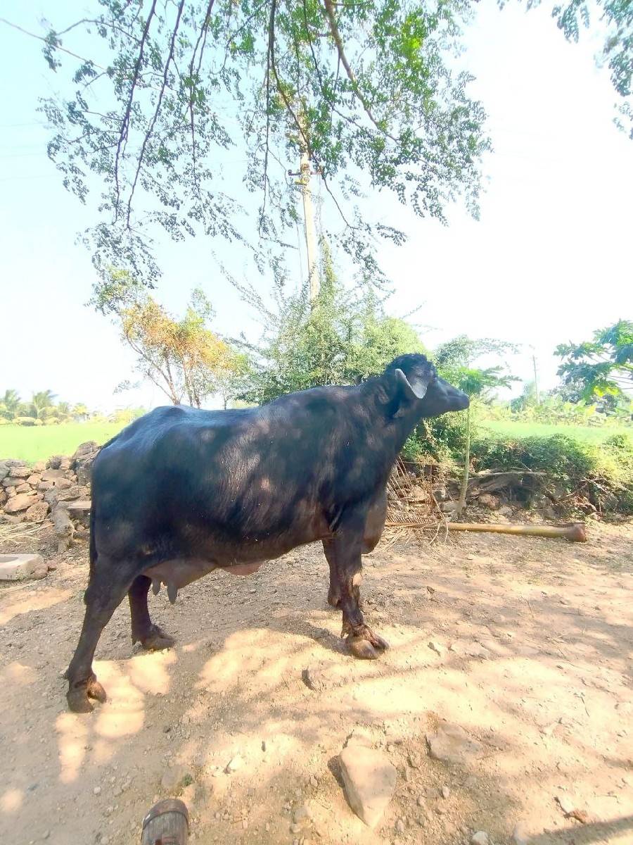 જાફરાબાદિ ભેંશ