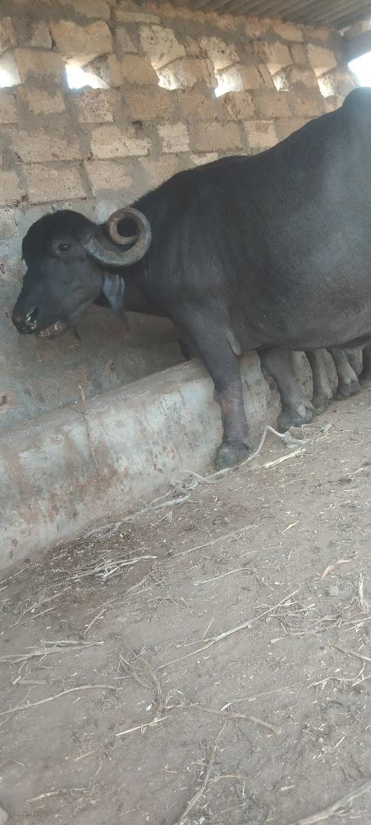 ભેસ‌ વેસવાનીસે‌ 8‌ મહના‌ નો‌ ઘા