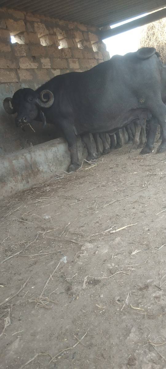 ભેસ‌ વેસવાનીસે‌ 8‌ મહના‌ નો‌ ઘા