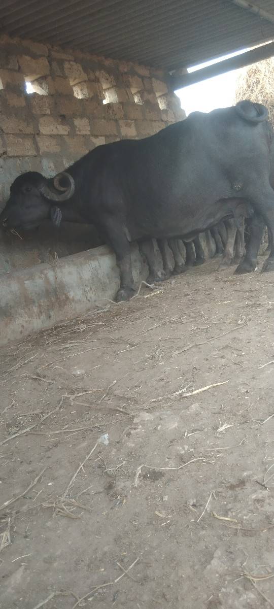 ભેસ‌ વેસવાનીસે‌ 8‌ મહના‌ નો‌ ઘા
