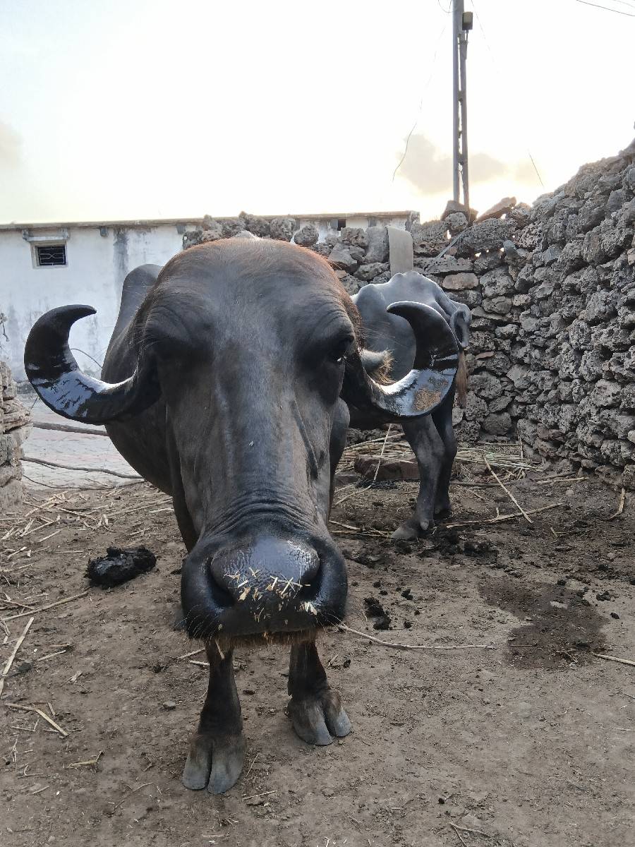 ખળેલી વેચવાની છે