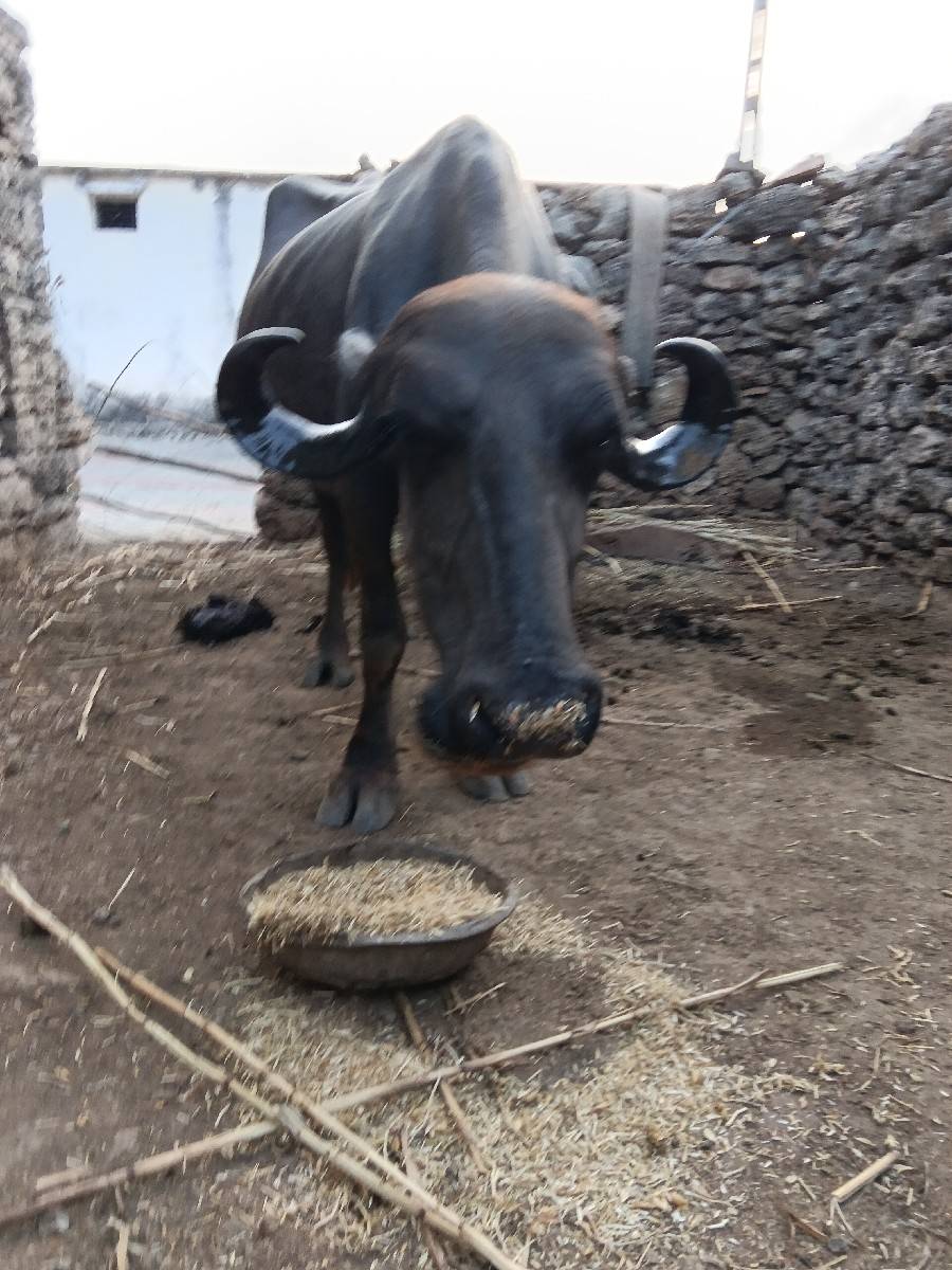 ખળેલી વેચવાની છે