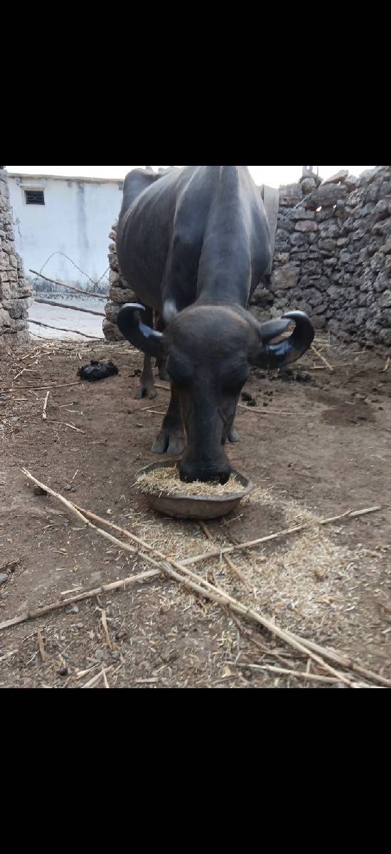 ખળેલી વેચવાની છે