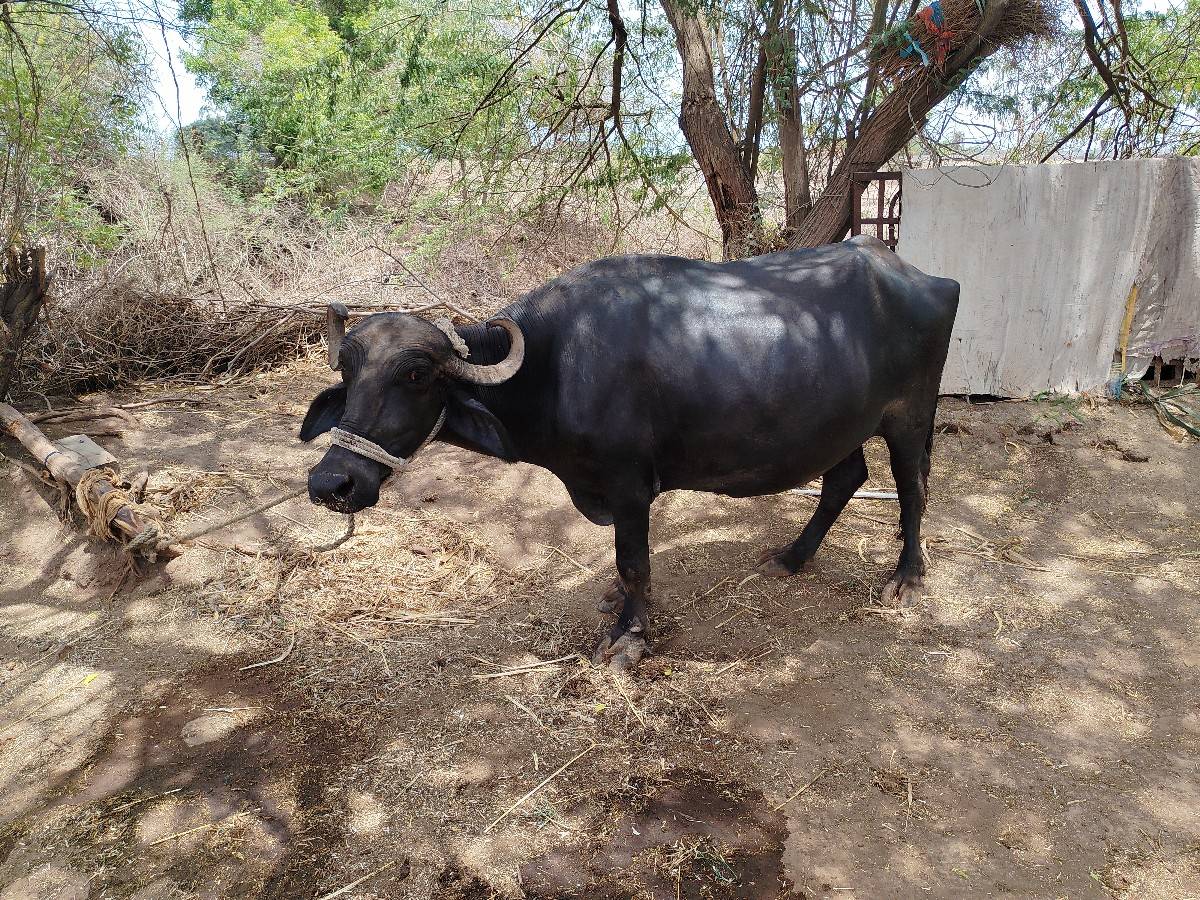 ભેસ વેચવાની છે