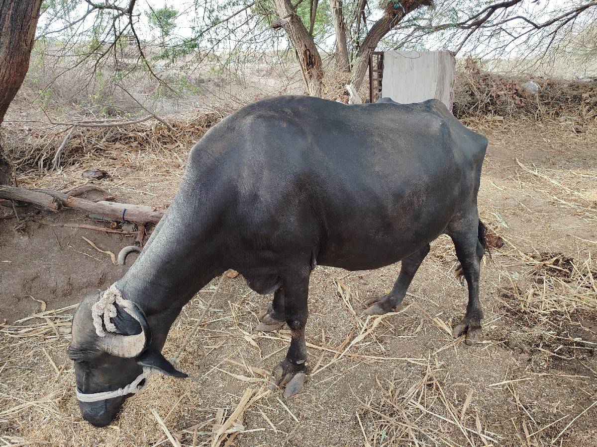 ભેસ વેચવાની છે