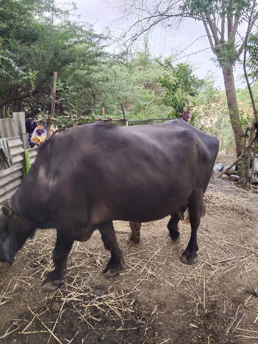 ભેંસ વેચવાની છે