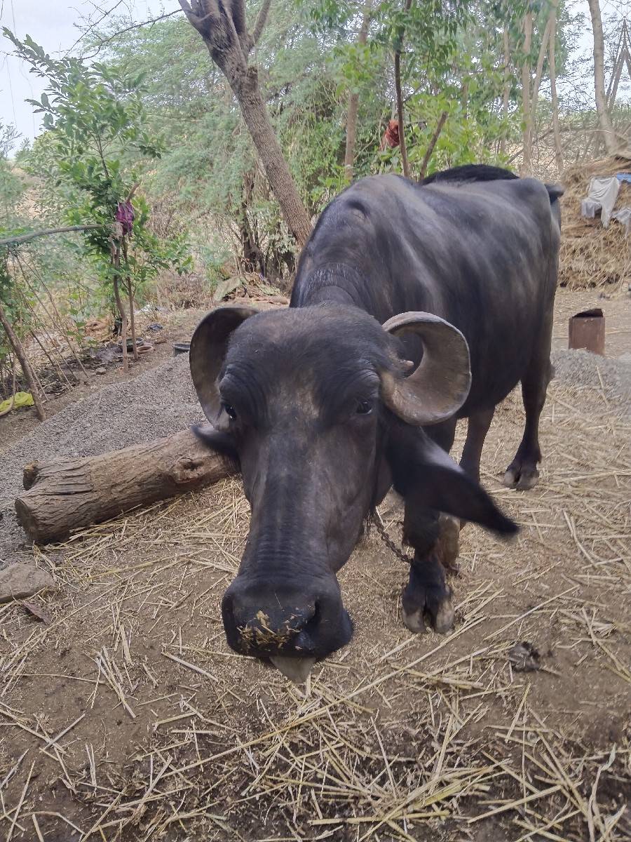 ભેંસ વેચવાની છે