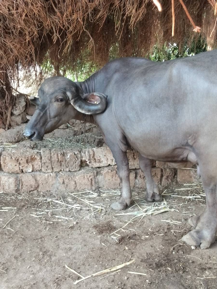 ભેંસ વેચવાની છે