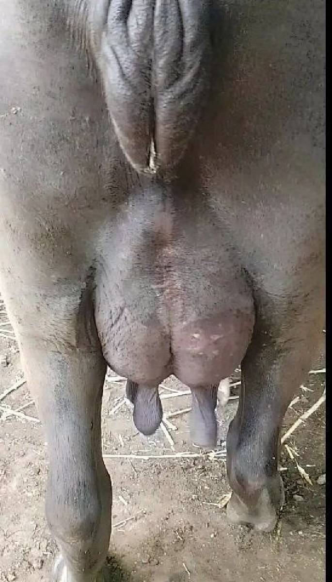 ભેંસ વેચવાની છે