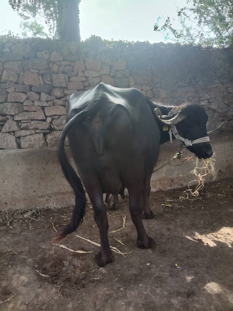 ભેંસ વેચવાની છે