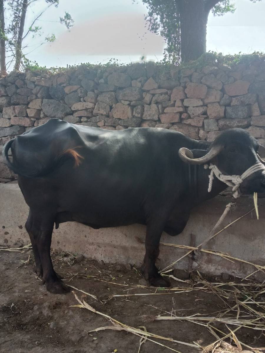 ભેંસ વેચવાની છે