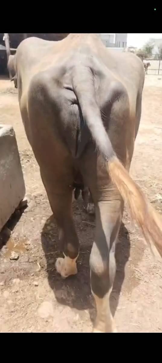 ભેંસ વેચવાની છે