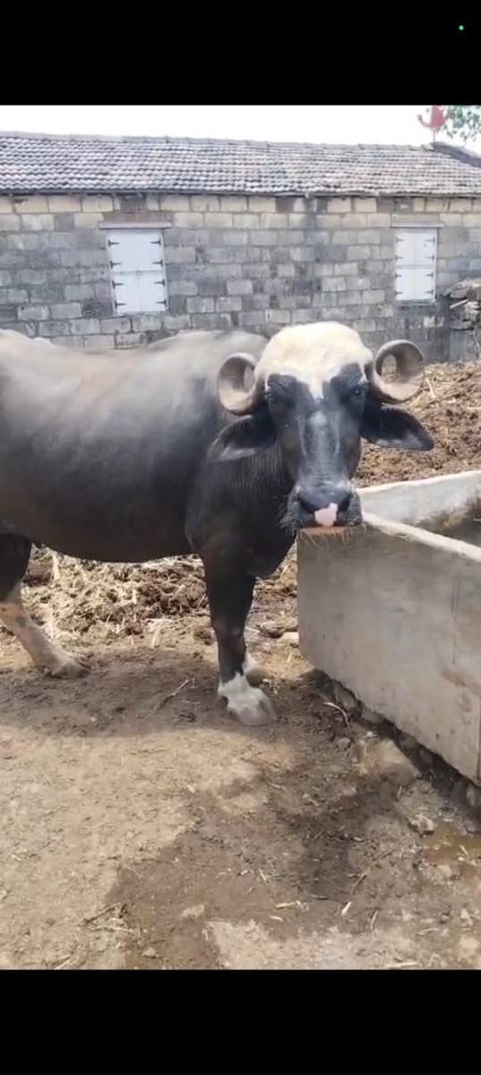 ભેંસ વેચવાની છે