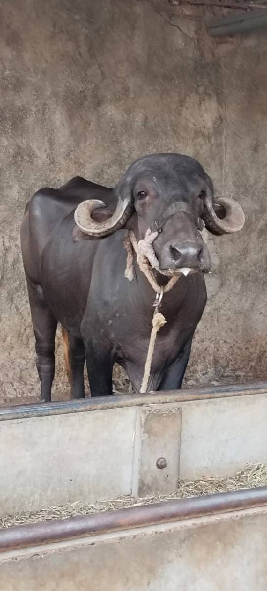 ખળેલી વેચવાની છે