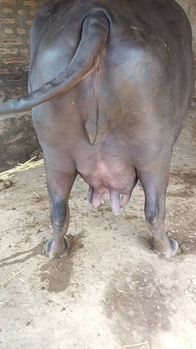 ત્રીજું વેતર