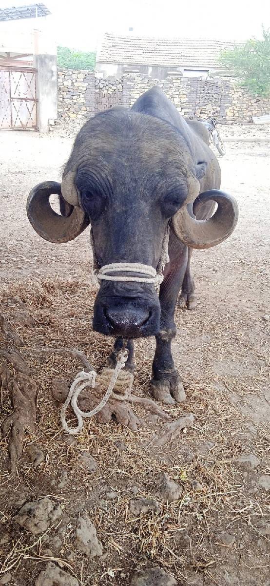 1 વેતર ટોપલી જાફરી ખડેલી