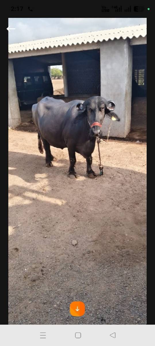 તીજુ વેતર છે એક બીજા વેતર ની છે