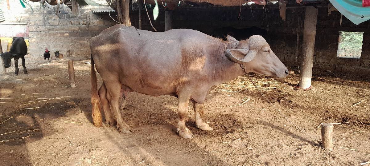 ભેંસ વેચવાની છે