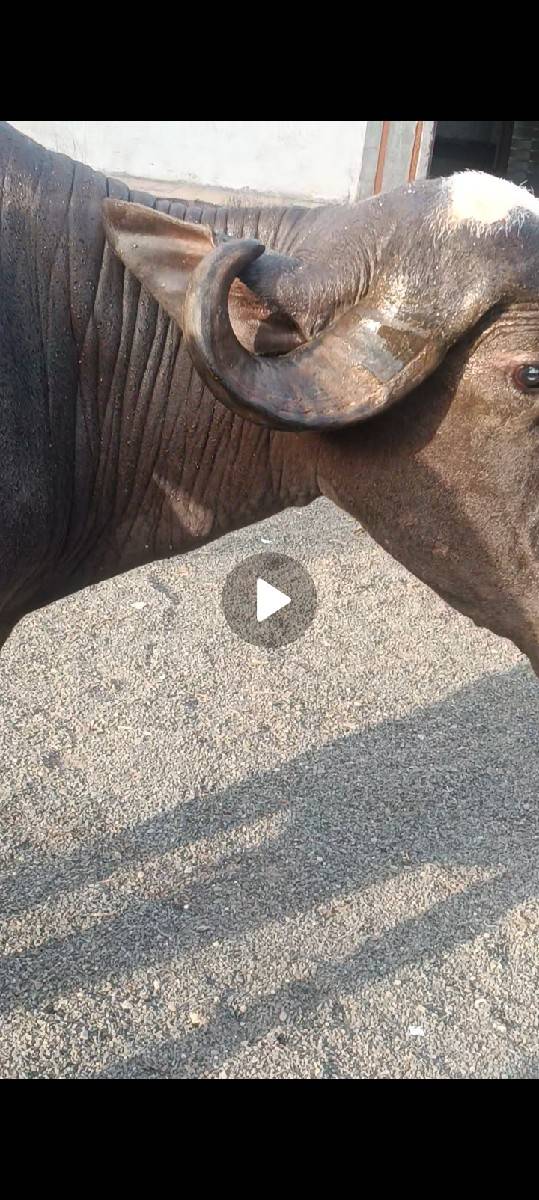 ભગરી ભેંશ વેસવાની સે
