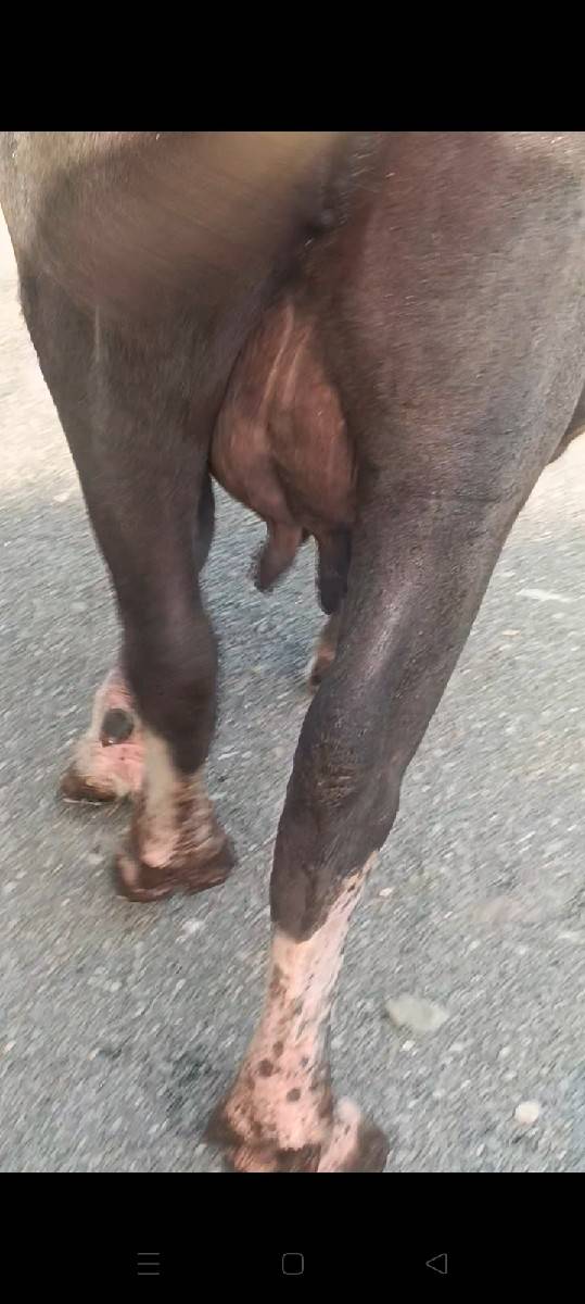 ભગરી ભેંશ વેસવાની સે