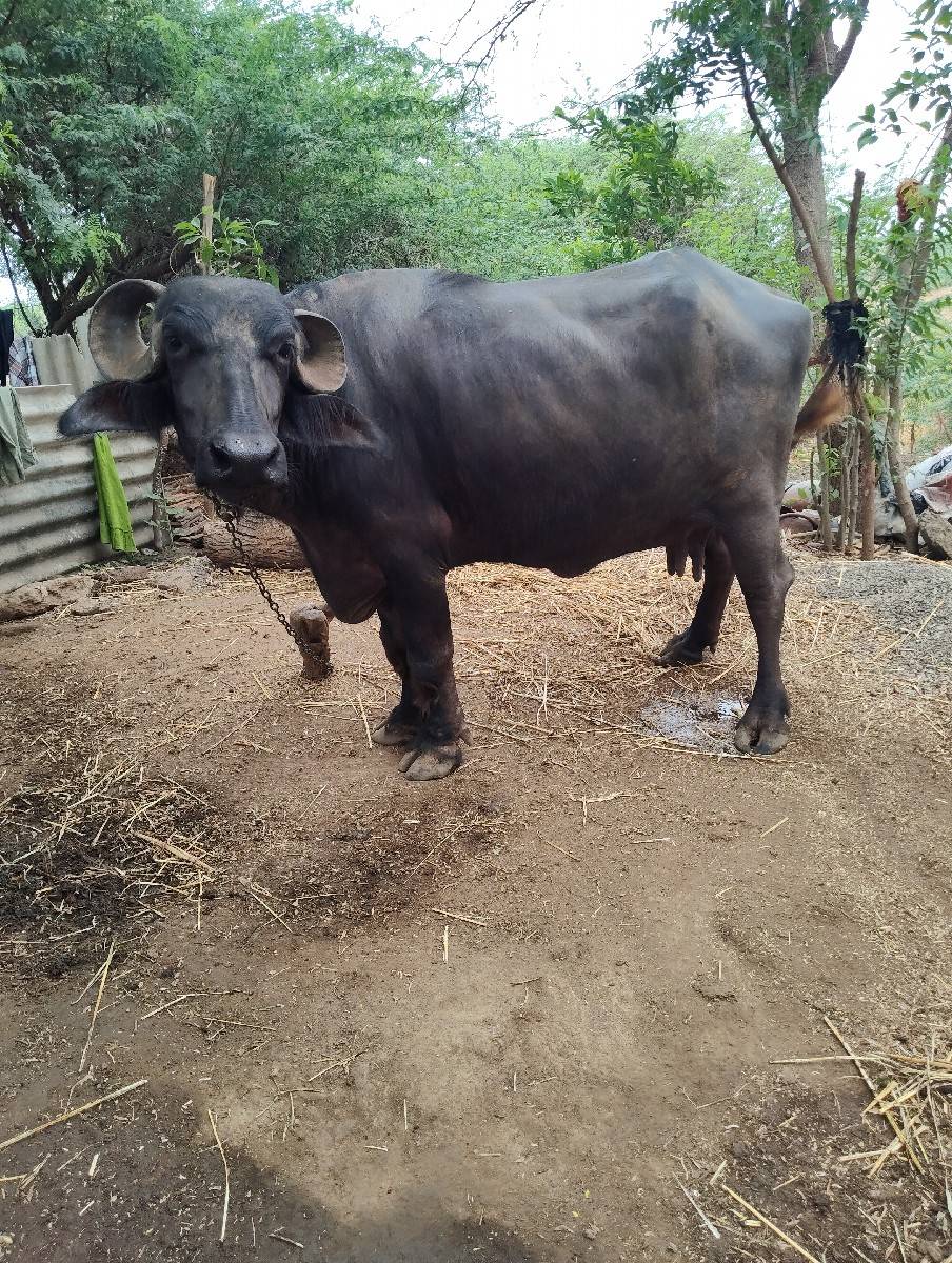 ભેંસ વેચવાની છે