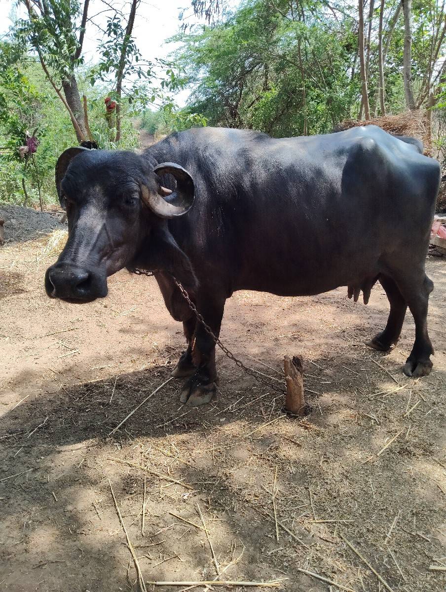 ભેંસ વેચવાની છે