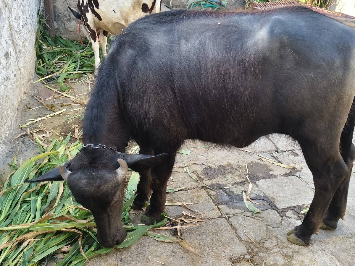 પાડી બની