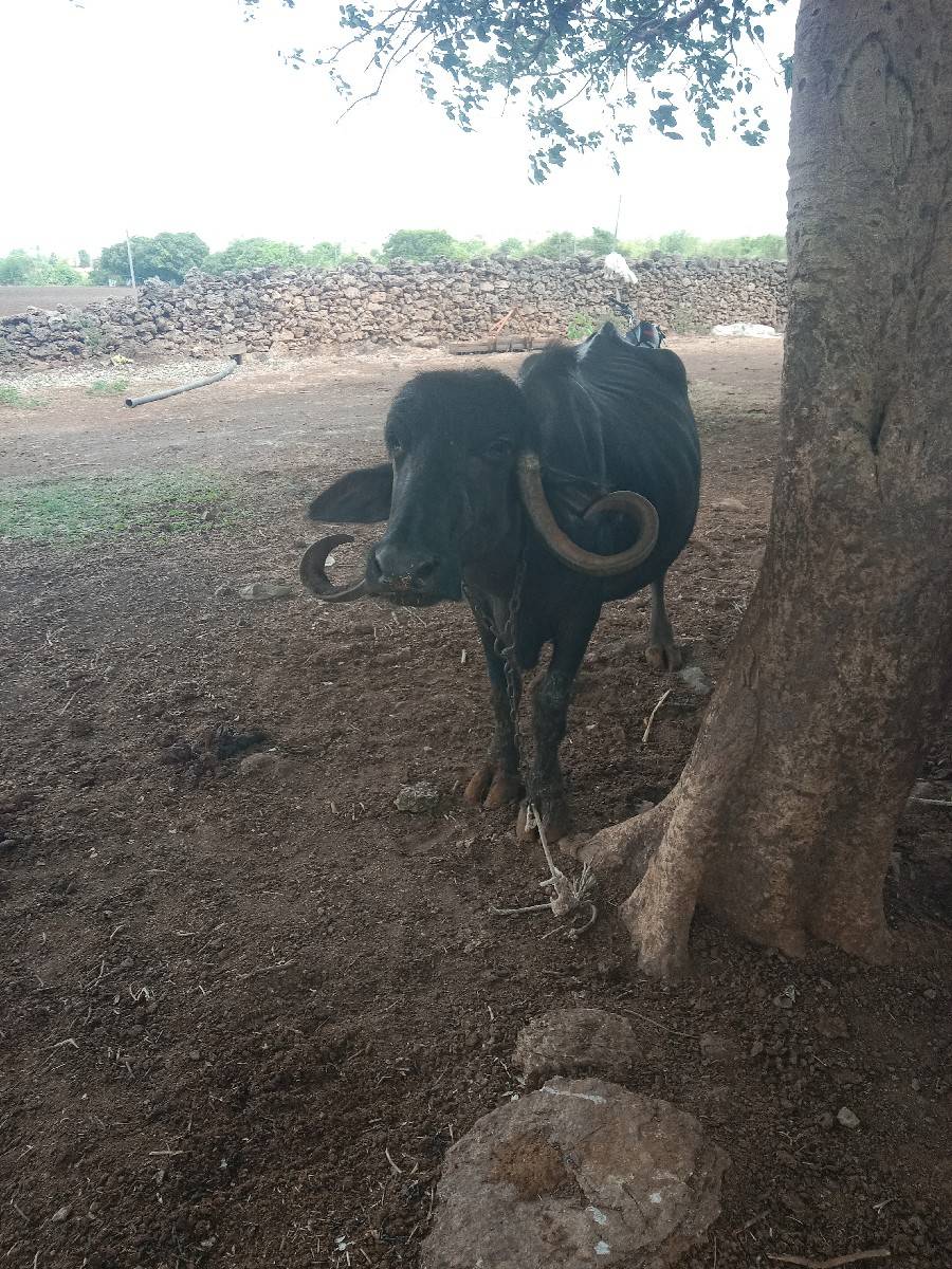 ભેંસ વેચવાની છે