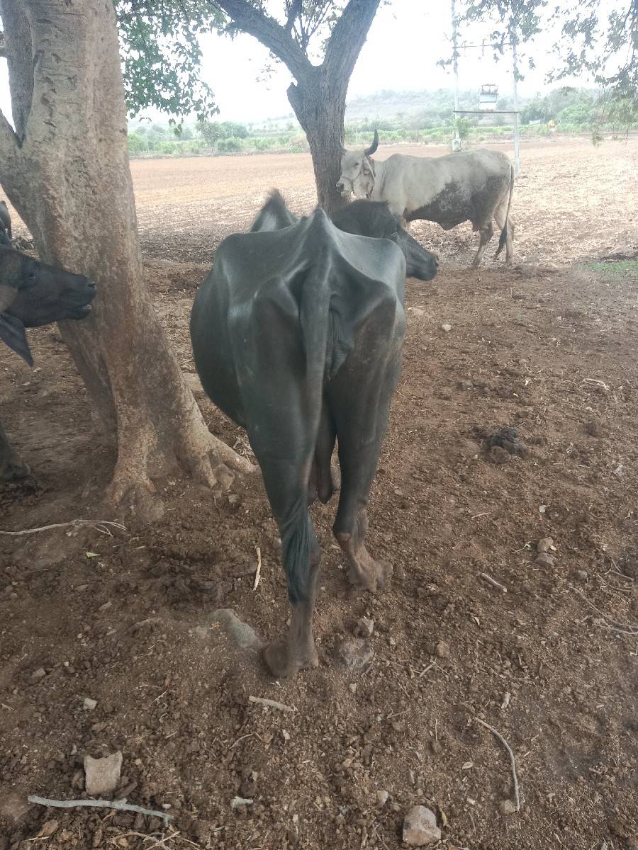 ભેંસ વેચવાની છે