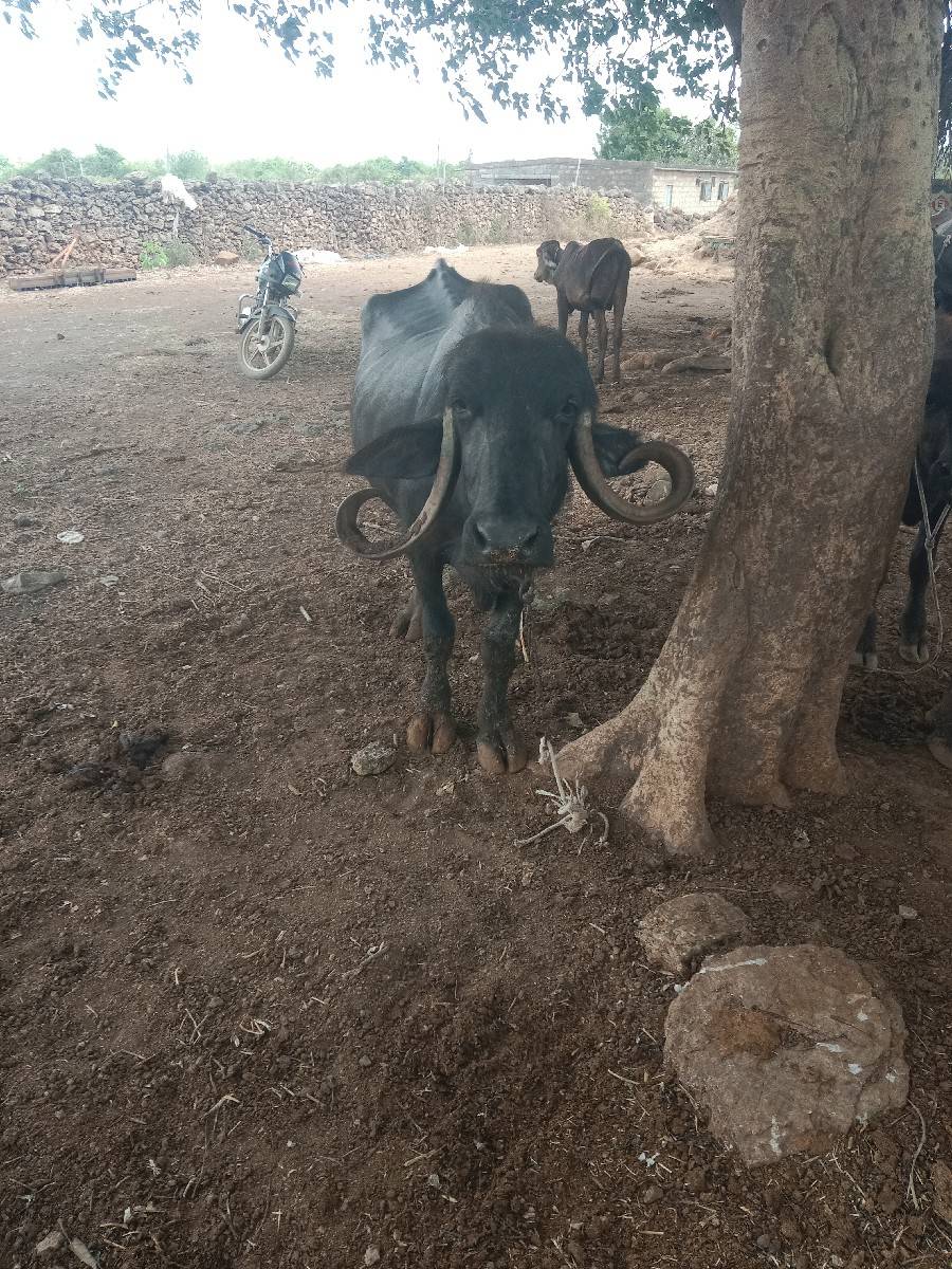 ભેંસ વેચવાની છે
