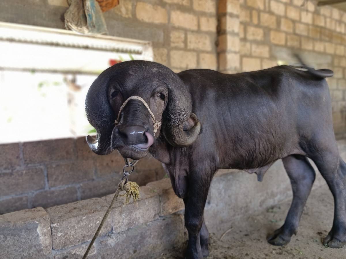 પાડો વેચવાનો છે