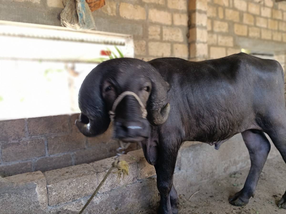પાડો વેચવાનો છે
