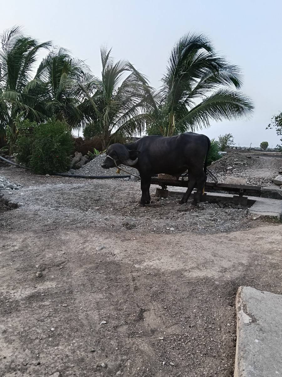 પાડો વેચવાનો છે