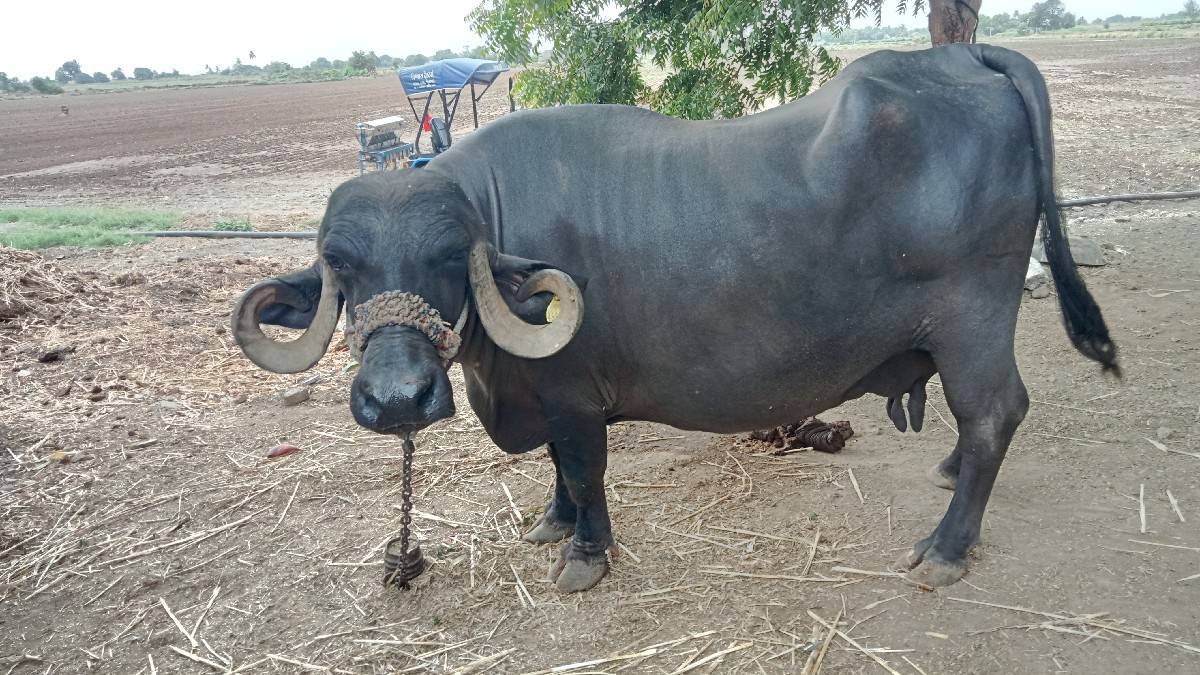 ભેંસ વેચવાની છે