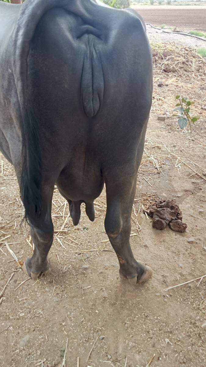 ભેંસ વેચવાની છે