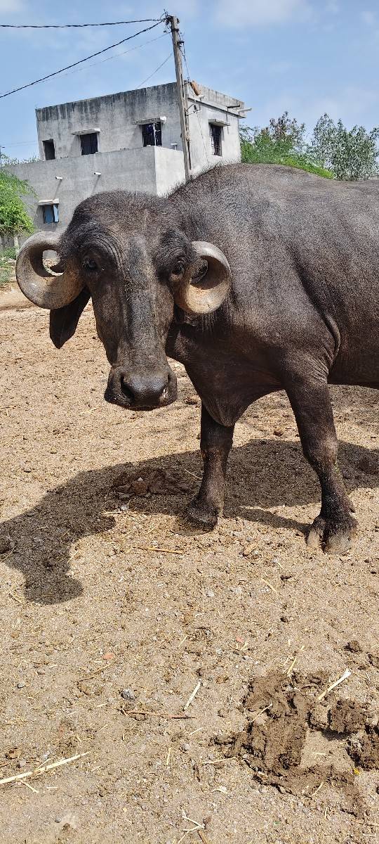જાફરાબાદી ખડેલી