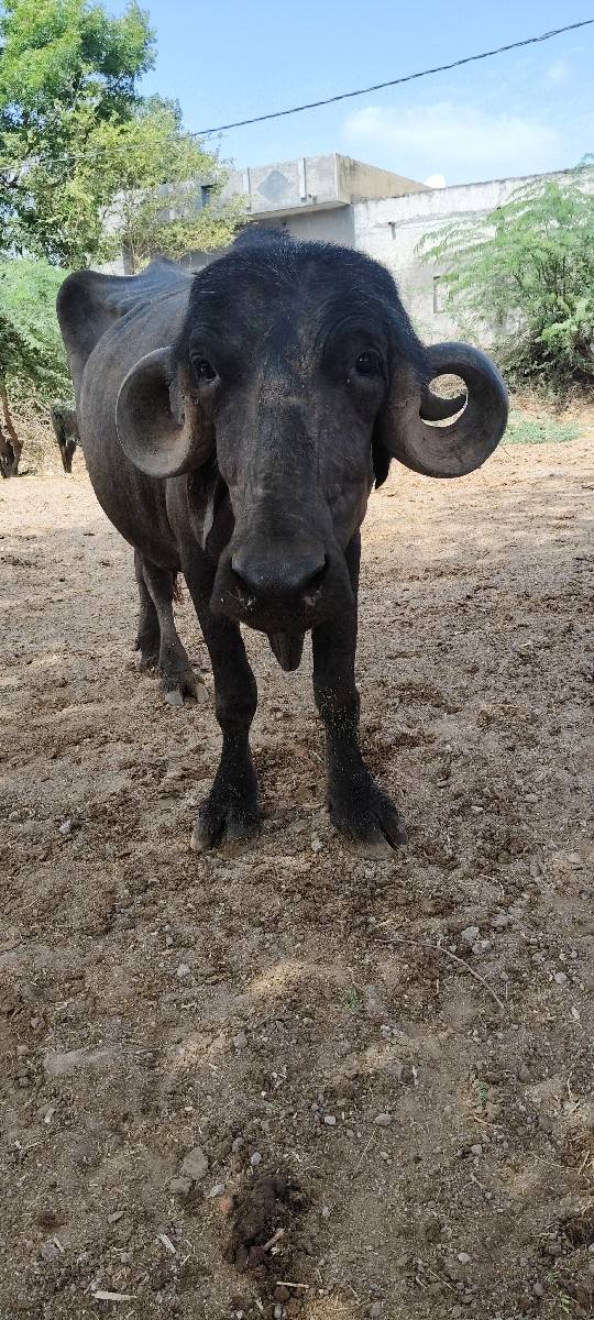 જાફરાબાદી ખડેલી