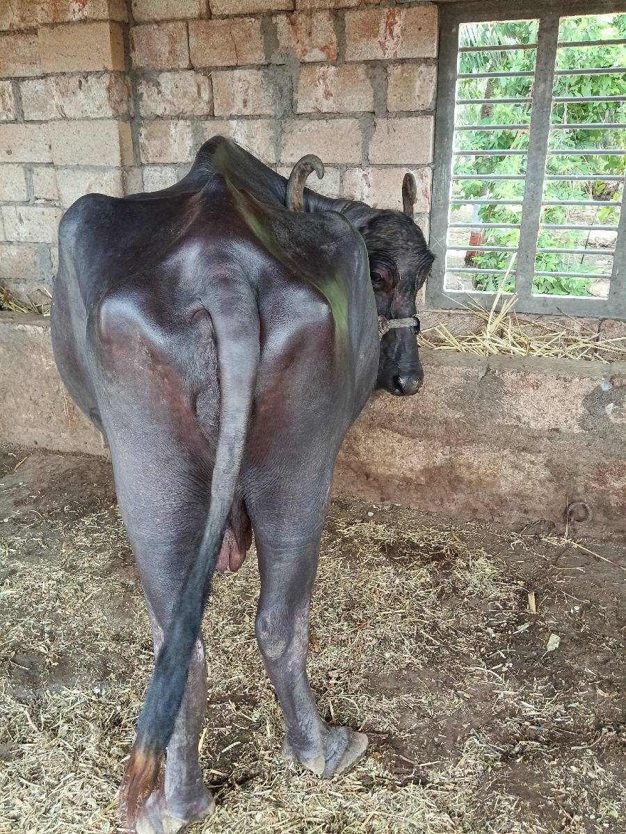 ભેંસ વેચવાની છે