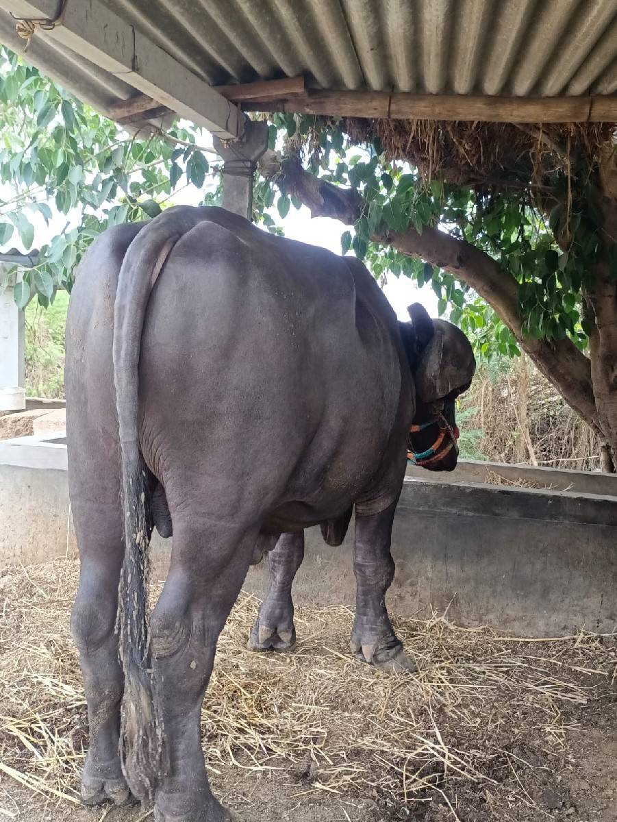 પાડો વેચવાનો છે