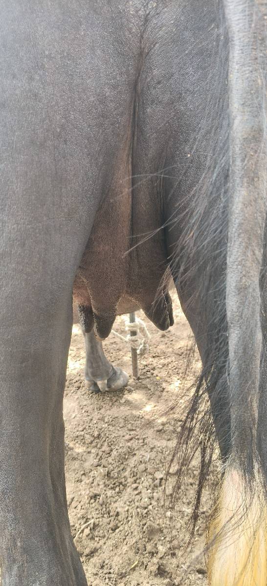 ભેંસ વેચવાની છે