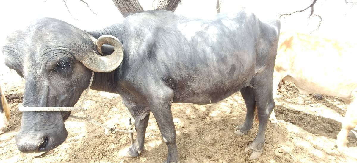 ભેંસ વેચવાની છે