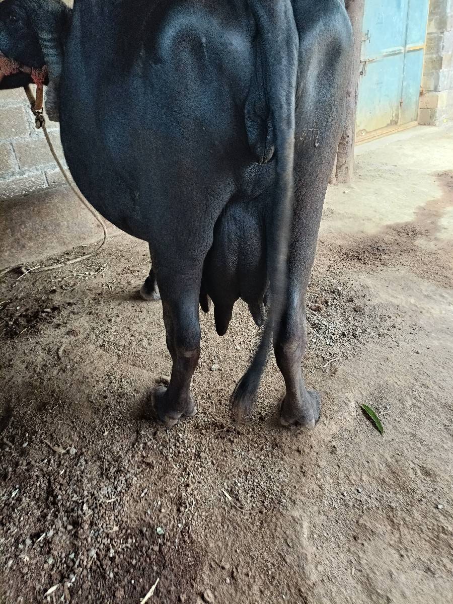 ભેંસ વેચવાની છે