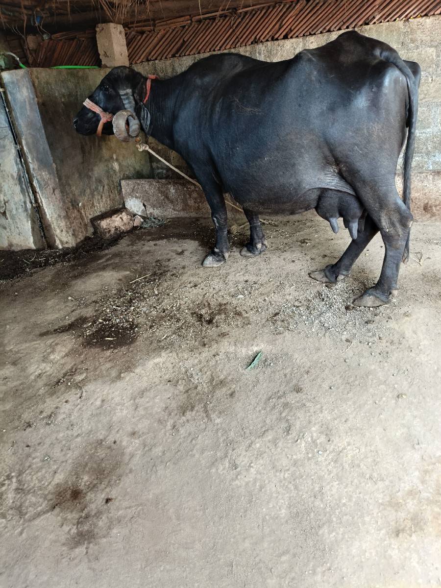 ભેંસ વેચવાની છે