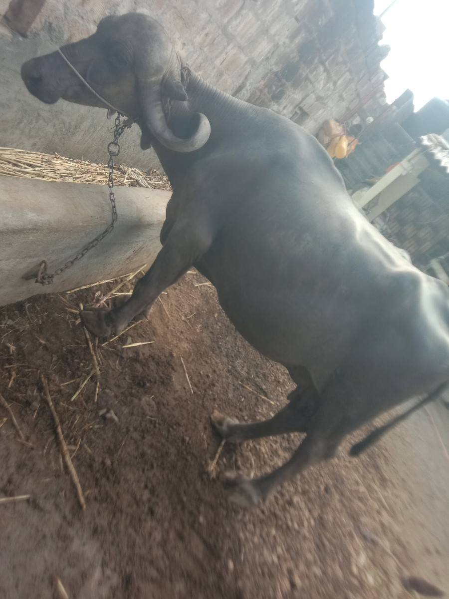 ભેંસ વેચવાની છે