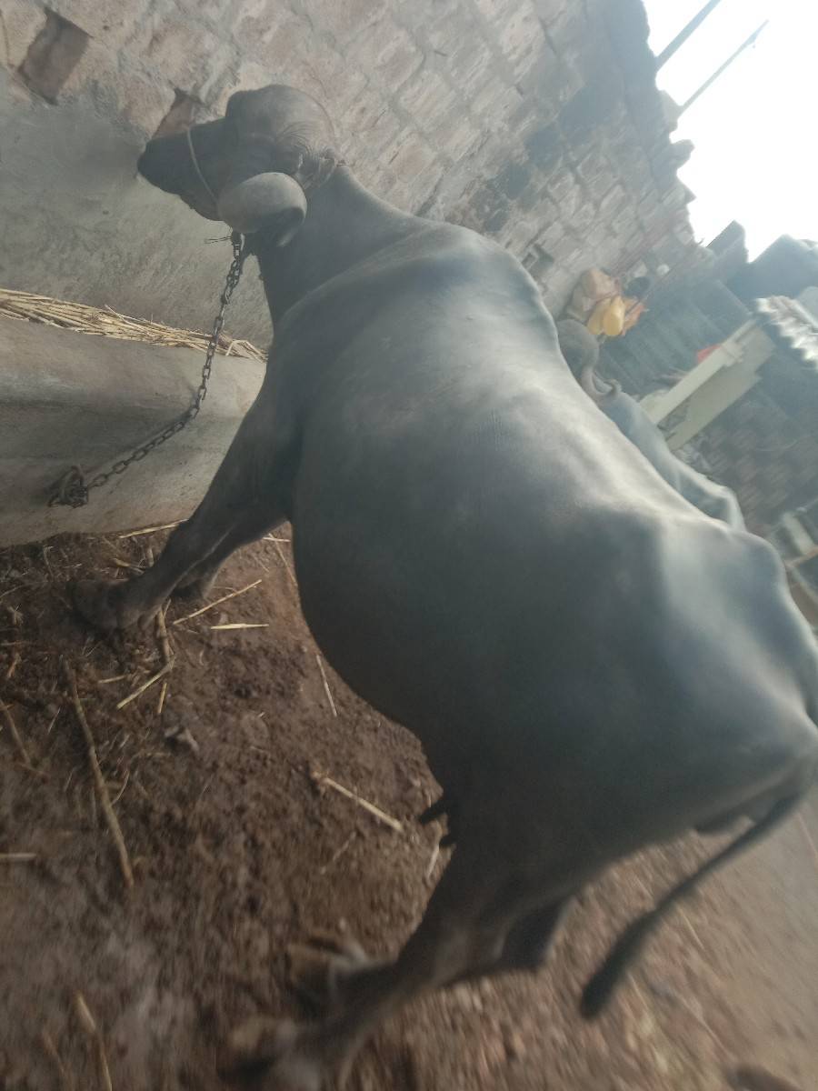 ભેંસ વેચવાની છે