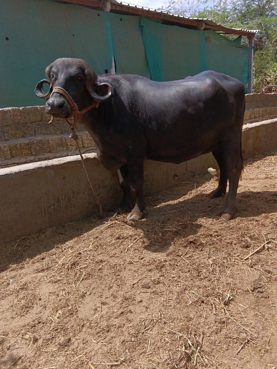 ૧ vetar khaleli vesavani se