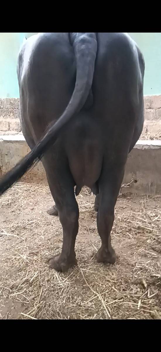 ૧ vetar khaleli vesavani se